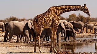 Animal conservation is crucial this time