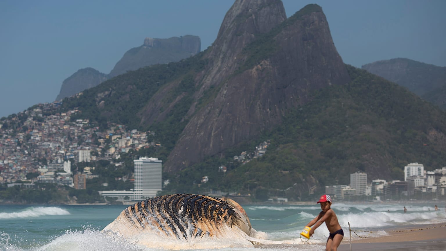 Las ballenas regresan a las costas de Brasil