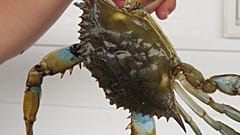 صورة من الأرشيف