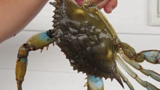 صورة من الأرشيف