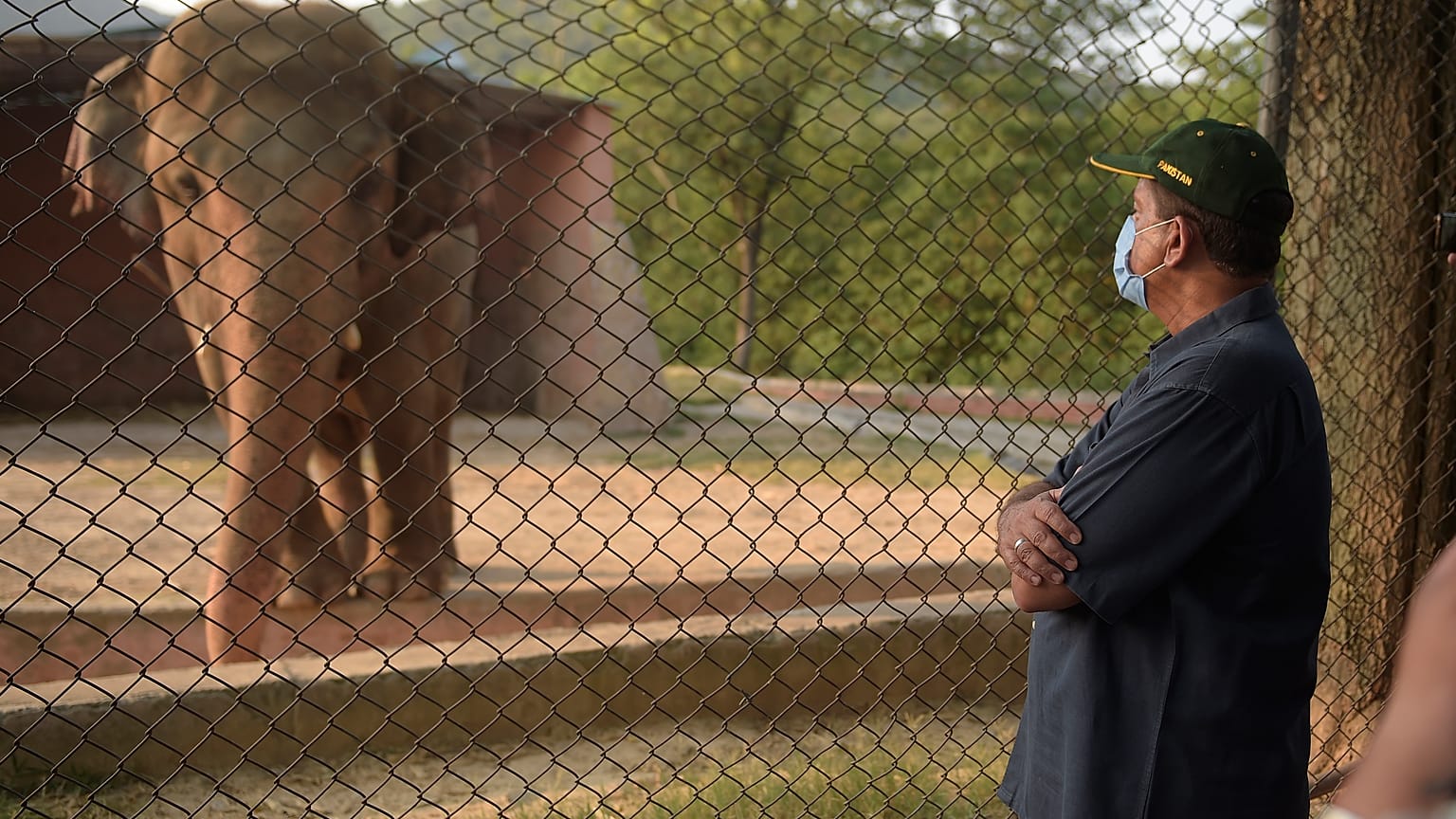 Pakistani prime minister advisor to climate change Malik Amin Aslam stands as Elephant Kaavan is seen behind a fence at the Marghazar Zoo in Islamabad on July 18, 2020