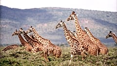 الزرافة من الحيوانات العاشبة