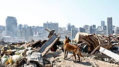 Ein Spürhund in den Trümmern des Hafens von Beirut