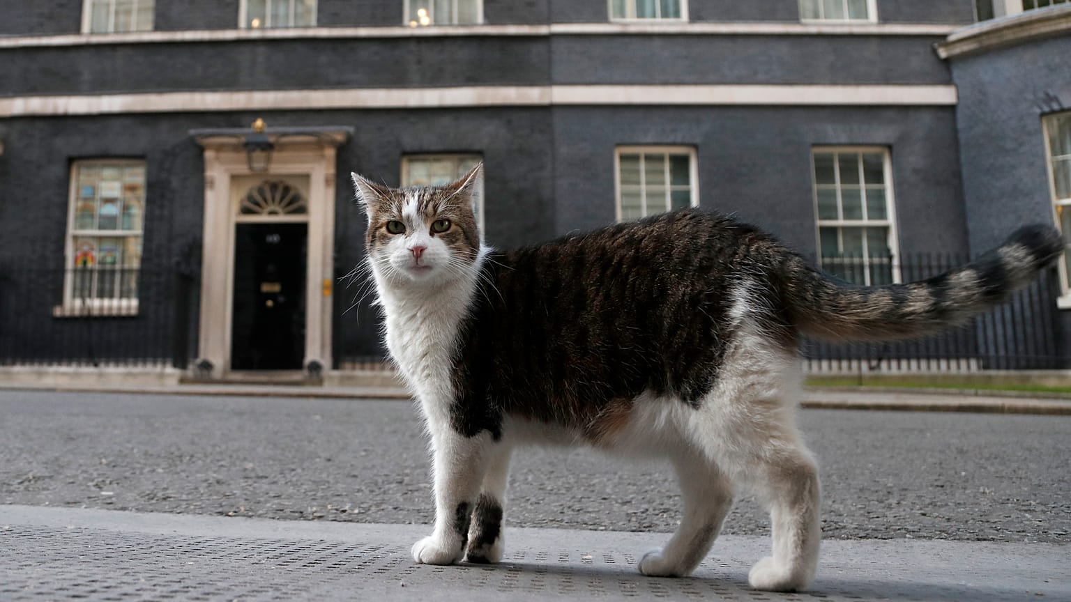 Larry, a londoni Downing Street közkedvelt cicája