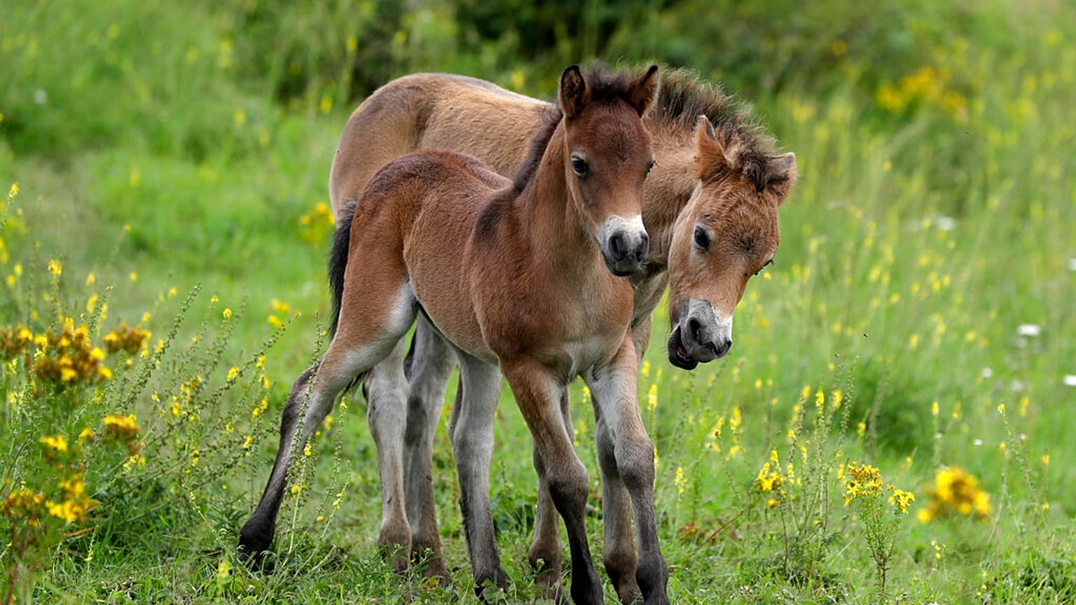 Wild horses roam across a meadow at a wildlife sanctuary in Milovice, Czech Republic,  July 17, 2020