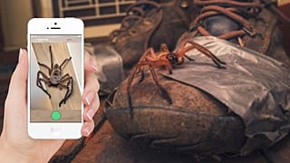 تطبيق جديد في أستراليا يحذر المستخدمين من الأفاعي والعناكب السامة