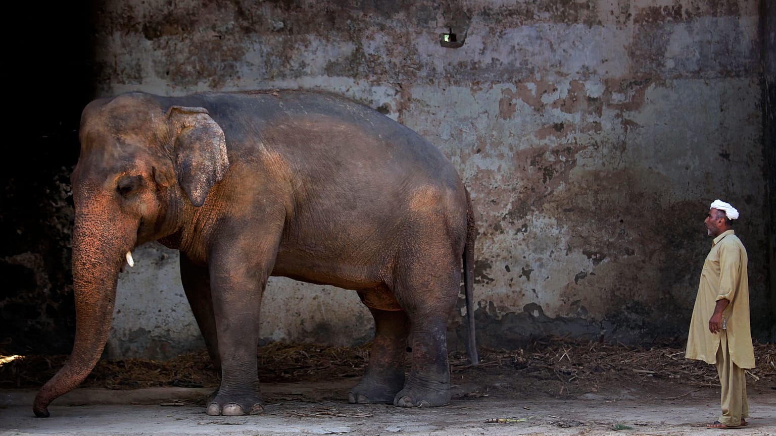 Pakistan'ın başkenti İslamabad'daki Marghazar Hayvanat Bahçesi'nde bulunan Kaavan isimli fil