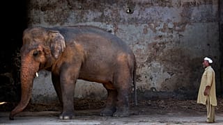 Pakistan'ın başkenti İslamabad'daki Marghazar Hayvanat Bahçesi'nde bulunan Kaavan isimli fil