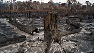 Paysage de désolation dans la région de Novo Progresso - Etat brésilien du Para-, le 25 août 2019