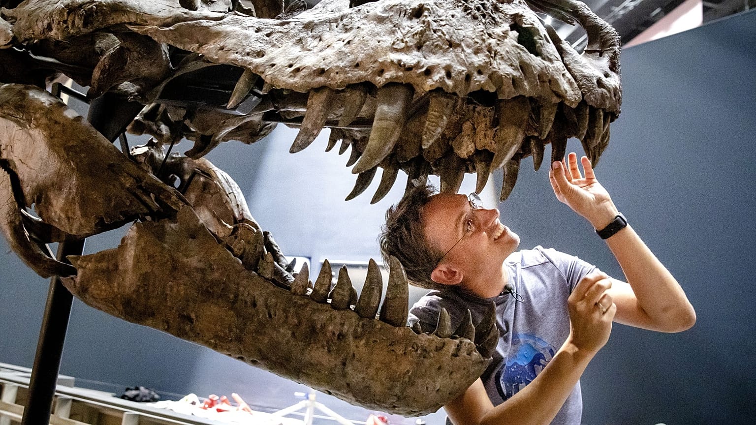 Tyrannosaurus Rex iskeleti