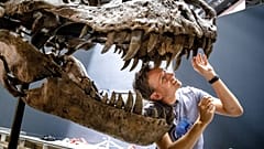 Tyrannosaurus Rex iskeleti