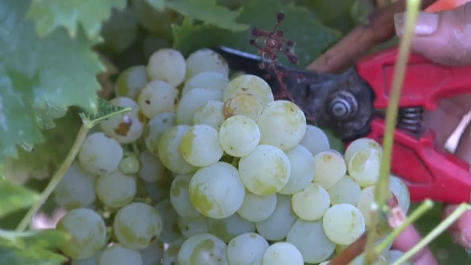 White muscat being harvested in Espira-de-l'Agly, France