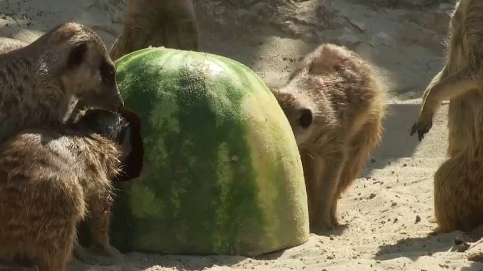Es ist angerichtet: Meerkatzen schlemmen im Zoo Bioparco in Rom