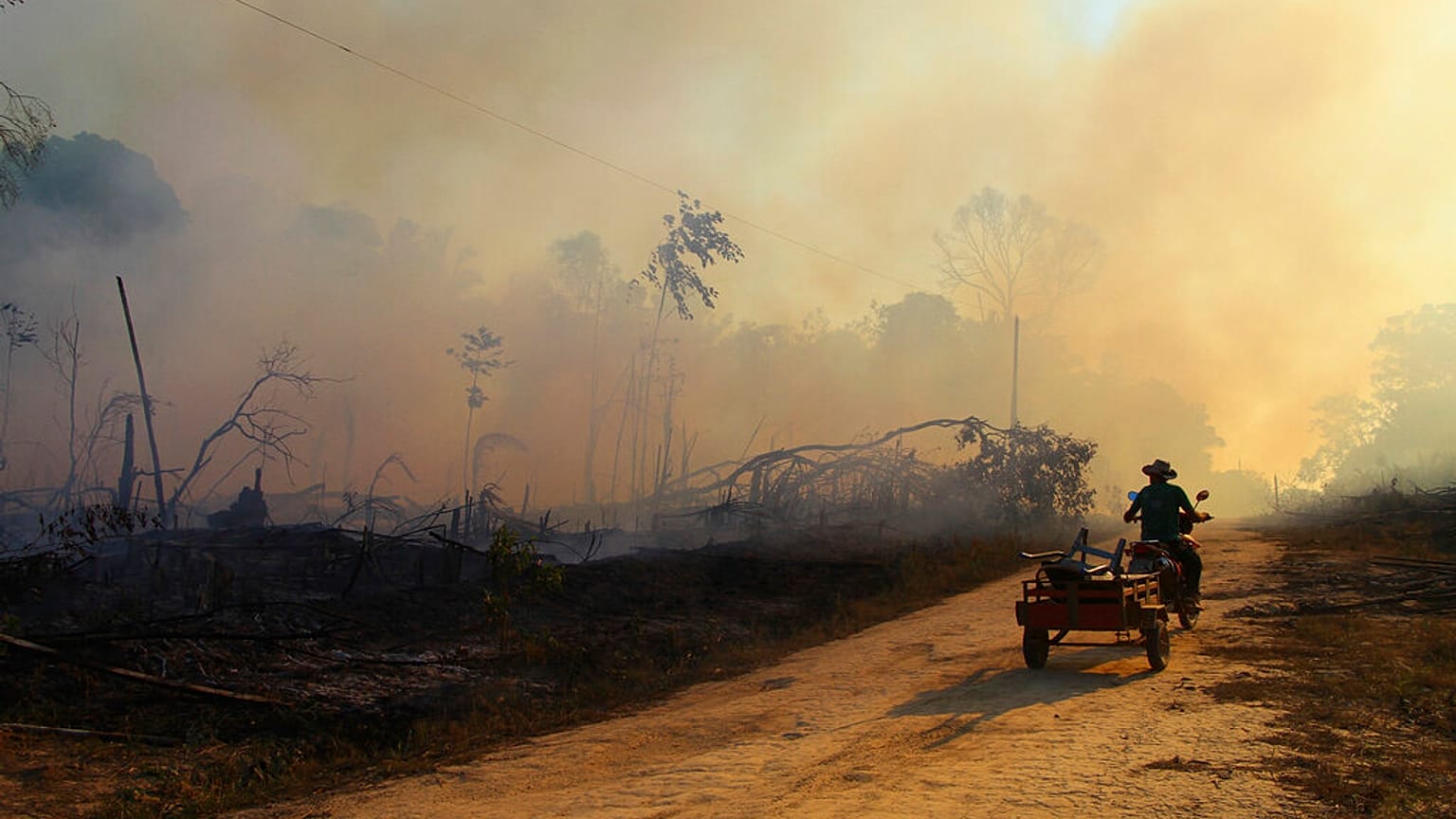 Amazonas-Regenwald: Kapitän Kettensäge rodet weiter