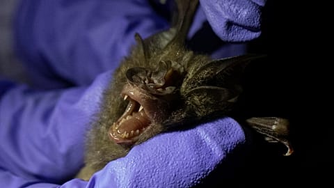 A researcher measures a bat inside a cave at Sai Yok National Park in Kanchanaburi province, west of Bangkok, Thailand, Friday, July 31, 2020