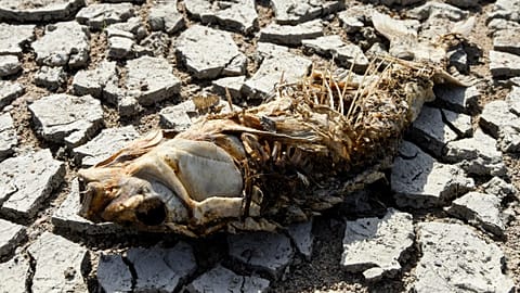 The remains of a fish lies on the parched Loire River bed at Ancenis, western France on August 11, 2020
