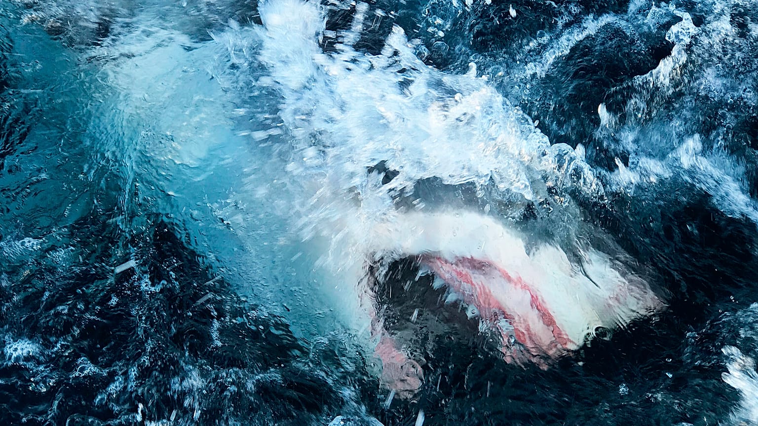 This image released by Discovery Channel shows a shark breaking through the water in a scene from "Shark Lockdown
