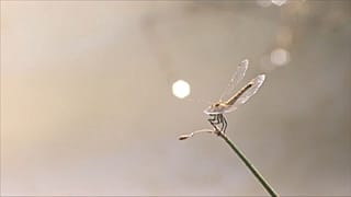 El mosquito Culex pipiens, junto al Culex perexiguus, son el principal vector del virus del Nilo Occidental.