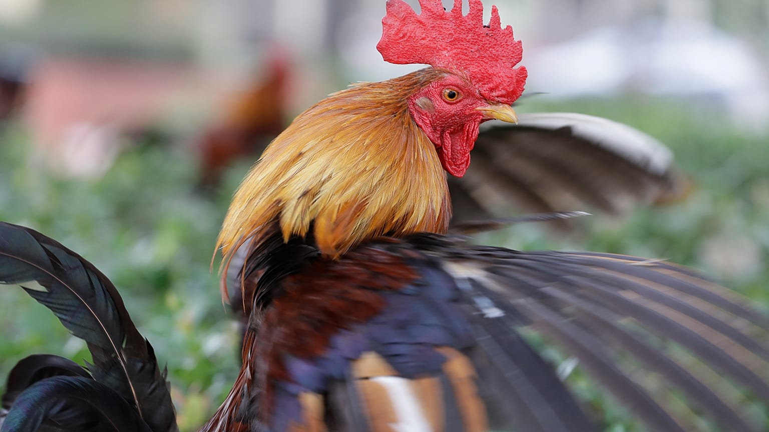 A rooster