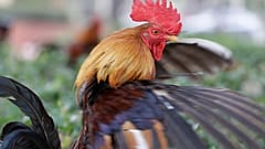 Egy Ybor City fajtájú kakas a floridai Tampában