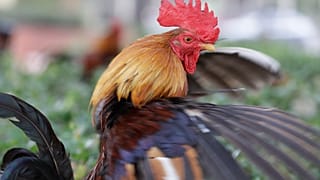 Egy Ybor City fajtájú kakas a floridai Tampában