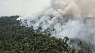 В Амазонии снова запылали дождевые леса