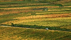 Archivo. Campos de uva de champán cerca de Reims, Francia