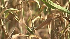 Landwirtschaft leidet unter Trockenheit