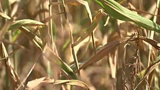 Landwirtschaft leidet unter Trockenheit