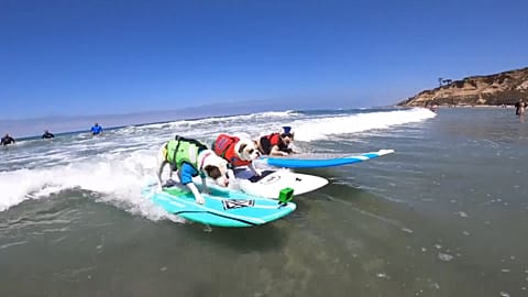 Virtueller Hundesurf-Wettbewerb in Kalifornien