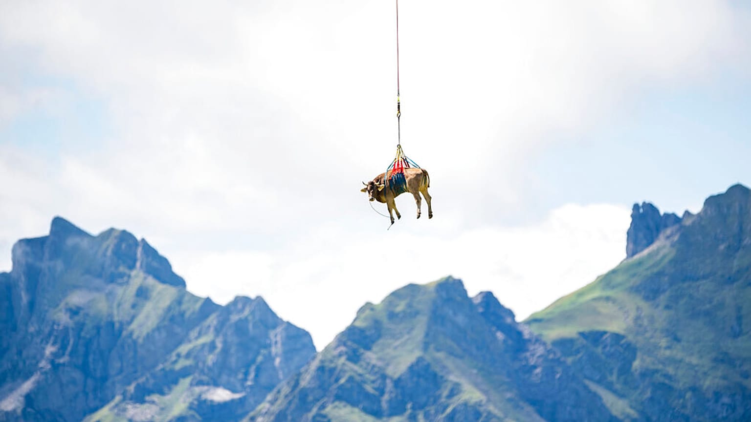 Fligende Kuh am Klausenpass