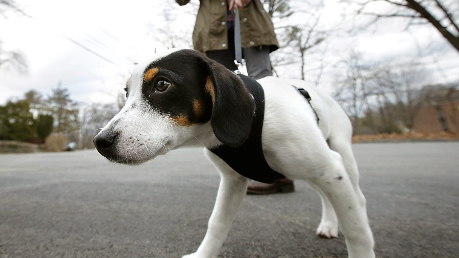 Almanya'da köpek yasası