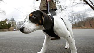 Almanya'da köpek yasası