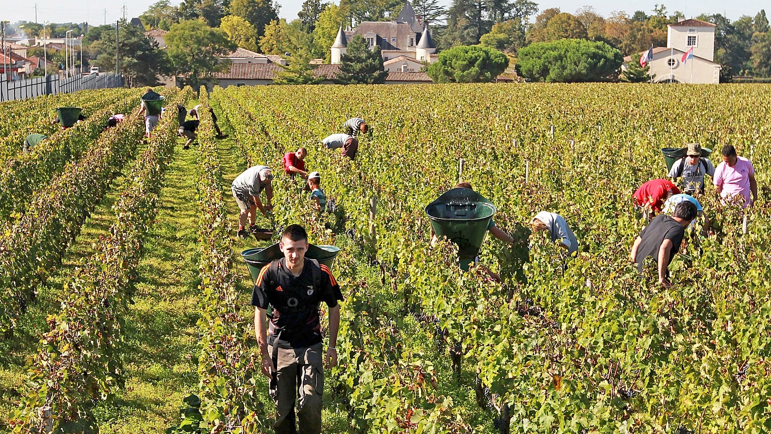 Vendanges dans le Bordelais - photo d'archives