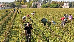 Vendanges dans le Bordelais - photo d'archives