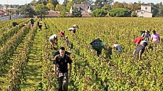 Vendanges dans le Bordelais - photo d'archives