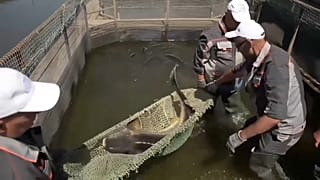 Самку белуги готовят к сцеживанию икры