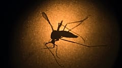 Sarı humma, zika virüsü gibi hastalıkları insanlara bulaştırabilen Aedes aegypti türü sivrisinek