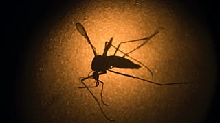 Sarı humma, zika virüsü gibi hastalıkları insanlara bulaştırabilen Aedes aegypti türü sivrisinek