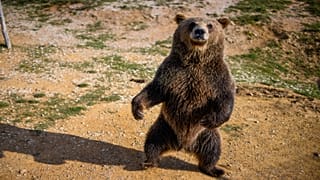 صورة توضيحية لدب