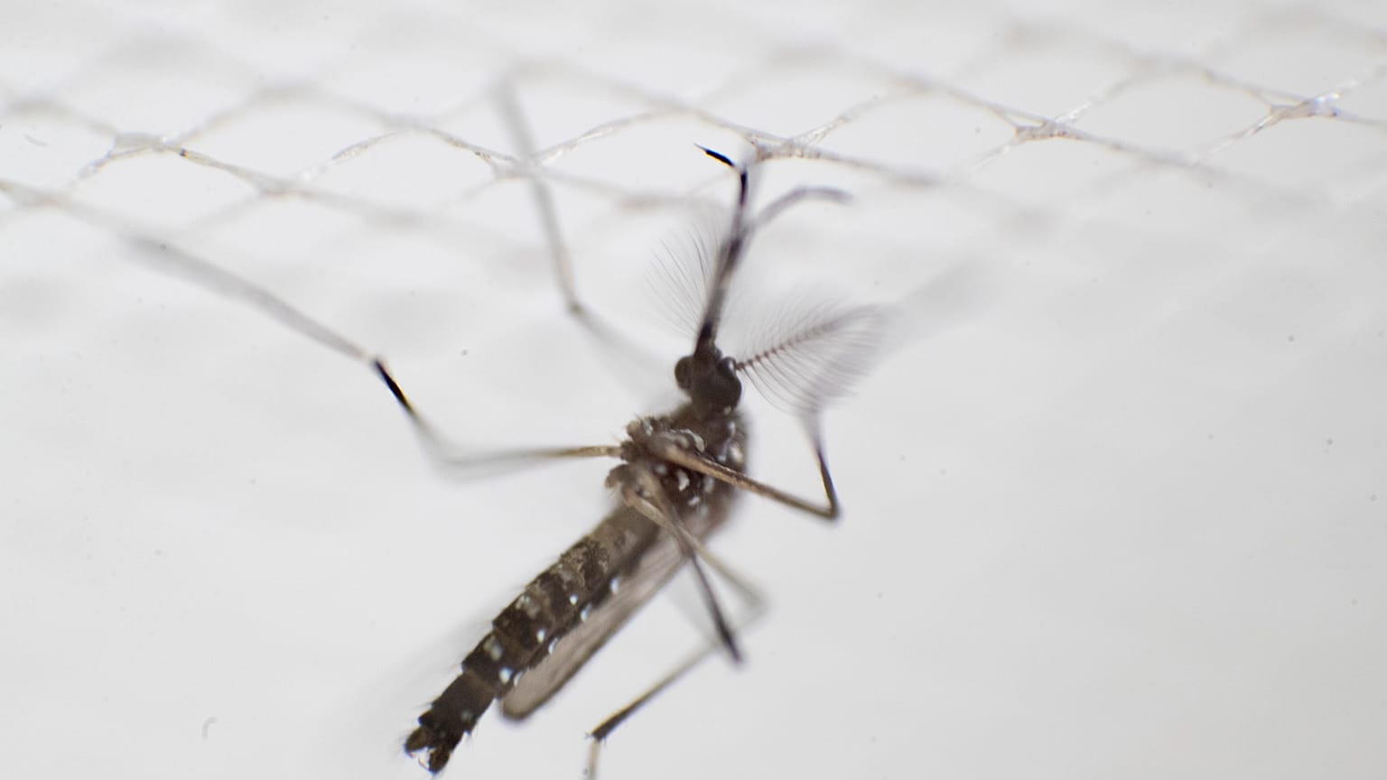 An aedes aegypti mosquitois photographed at a laboratory of the National Center for the Control of Tropical Diseases 
