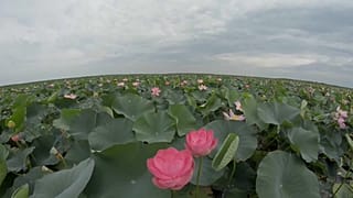 Лотос