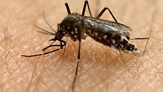 In this Jan. 18, 2016, photo, a female Aedes aegypti mosquito, known to be a carrier of the Zika virus, acquires a blood meal on the arm of a researcher in Sao Paulo, Brazil
