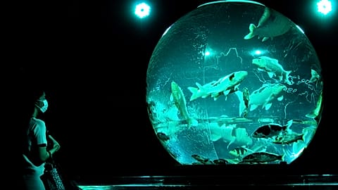 Tokio Art Aquarium - 30.000 Goldfische in einer Ausstellung 