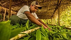 Through sustainable methods, Indigenous and local communities have safeguarded the Maya Biosphere Reserve.