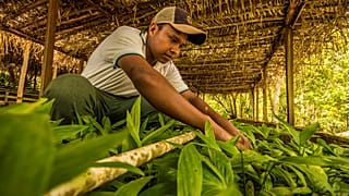 Through sustainable methods, Indigenous and local communities have safeguarded the Maya Biosphere Reserve.