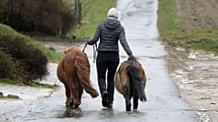 A woman takes two small Shetland ponies to their paddock at a stud farm in Wehrheim near in Frankfurt, Germany