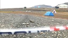 Norveç'te kamp alanına giren kutup ayısı bir kişiyi öldürdü