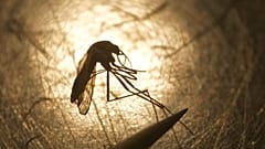 Examen de un mosquito en el Departamento de Control de Mosquitos de Salt Lake City, el 26 de agosto de 2019.