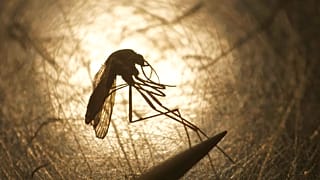 Examen de un mosquito en el Departamento de Control de Mosquitos de Salt Lake City, el 26 de agosto de 2019.